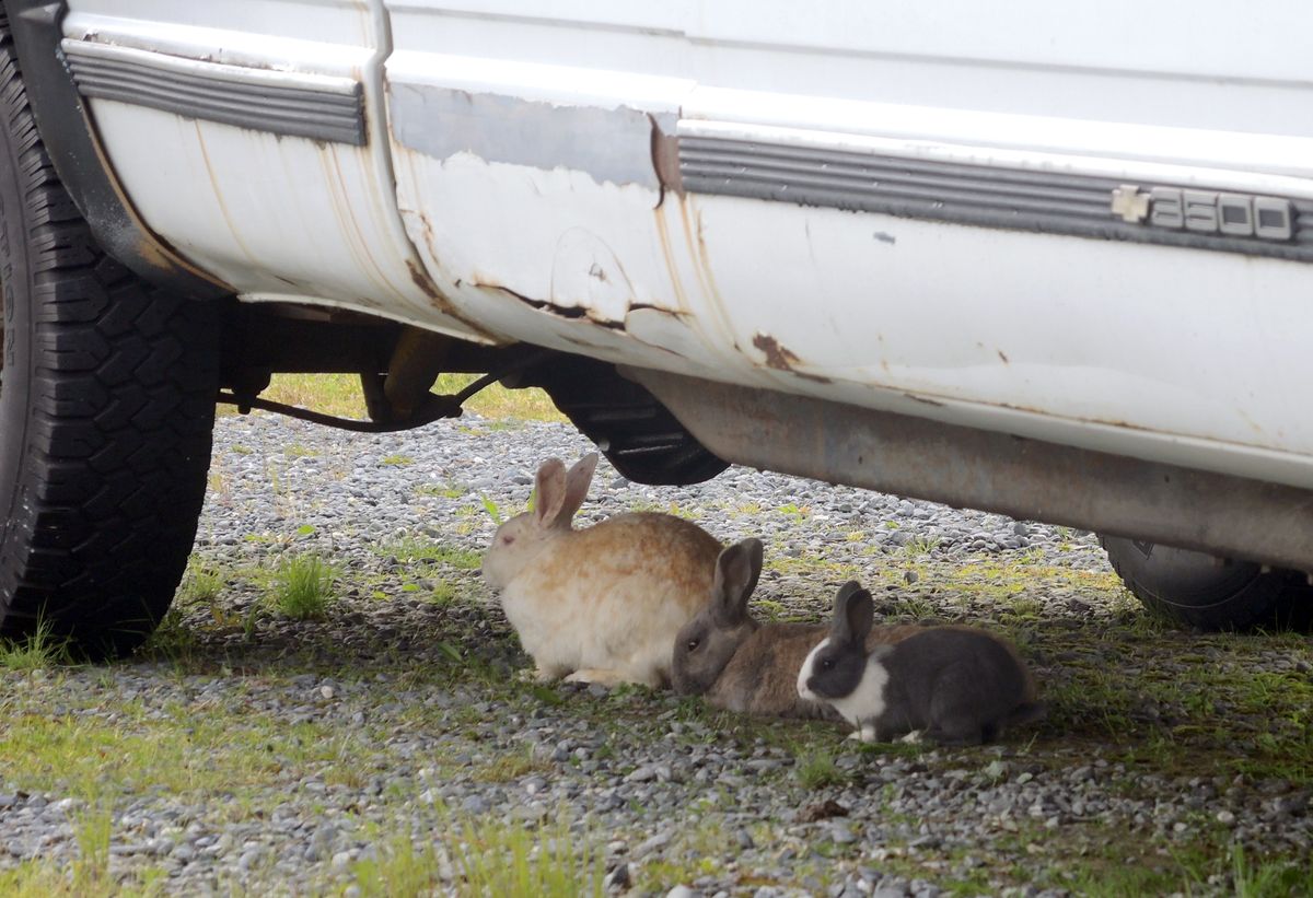 Unwanted rabbits are everywhere